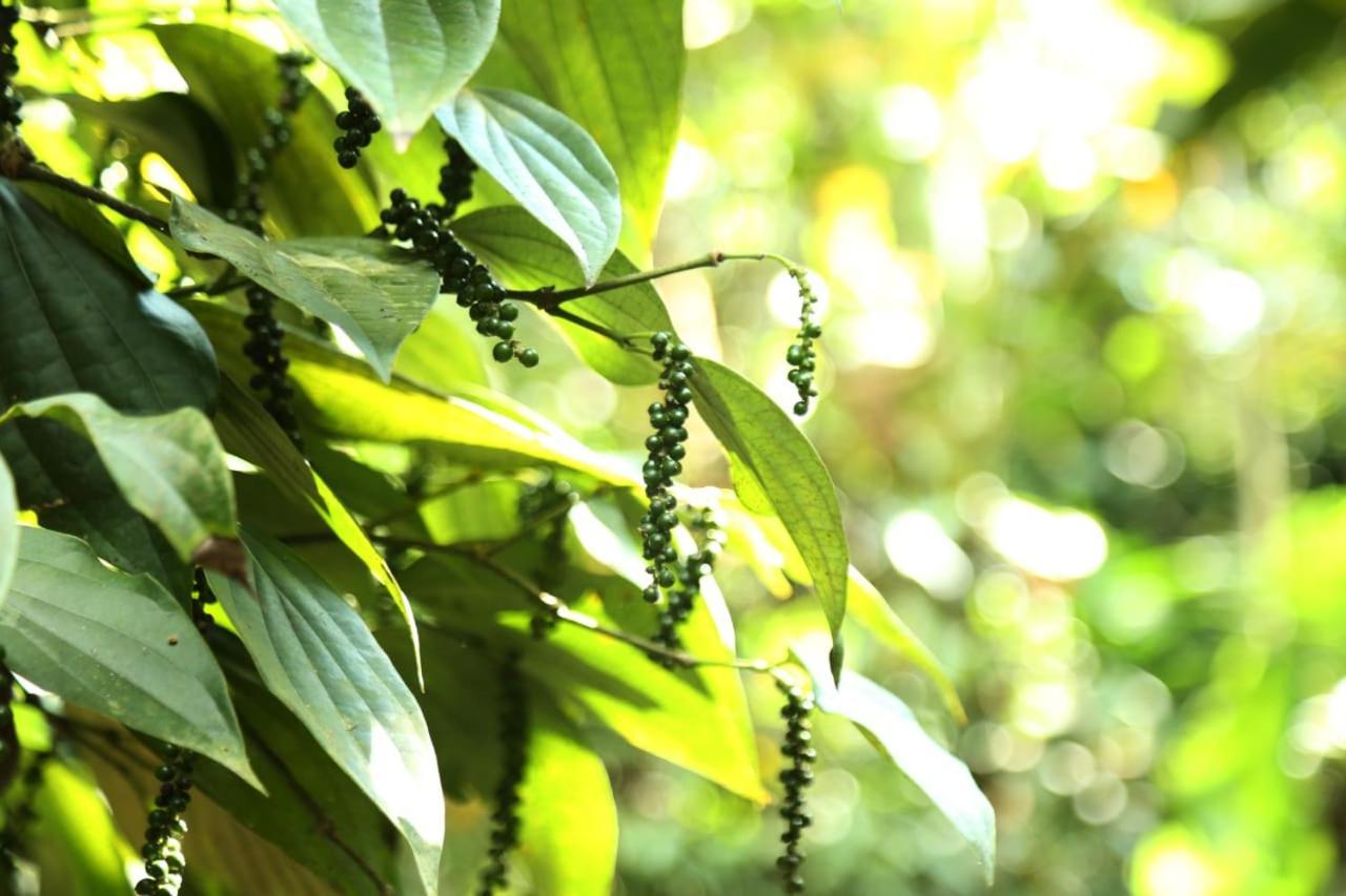 Loveshore Homestay Munnar Anachal Exterior photo